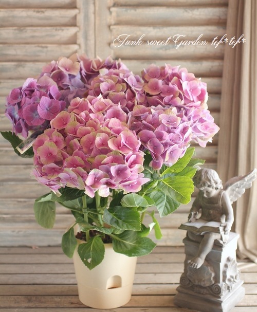 i>Hydrangea</i><BR><BR>秋色紫陽花<BR>カメレオン『大空』<BR>ピンク