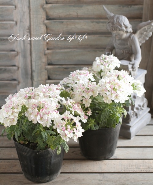 i>Verbena spp.</i><BR><BR>栄養系宿根バーベナ<BR>『ホワイトパフェ