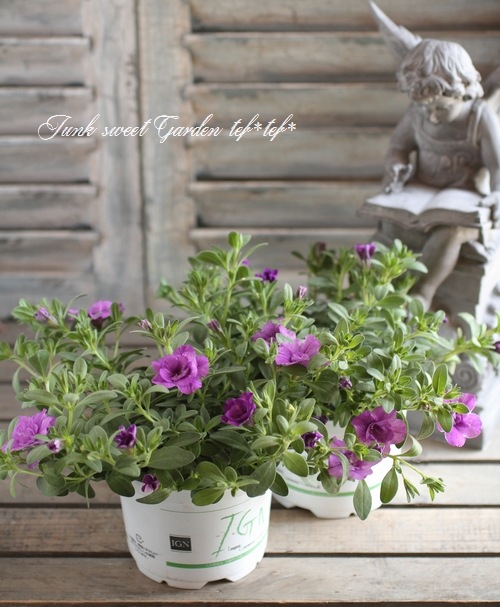 <i>Calibrachoa sp</i><BR><BR>Ȭ�ź餭������֥饳��<BR>����ӥ�����<BR>�إ��֥��٥������