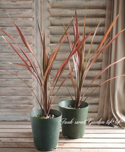 ���른��� �إ����ҡ����饷�å���