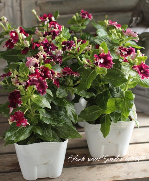 <i>Catharanthus roseus</i><BR><BR>�˥��˥�����<BR>�ե�󥸥ӥ�<BR>�إ磻��ե�󥸡�