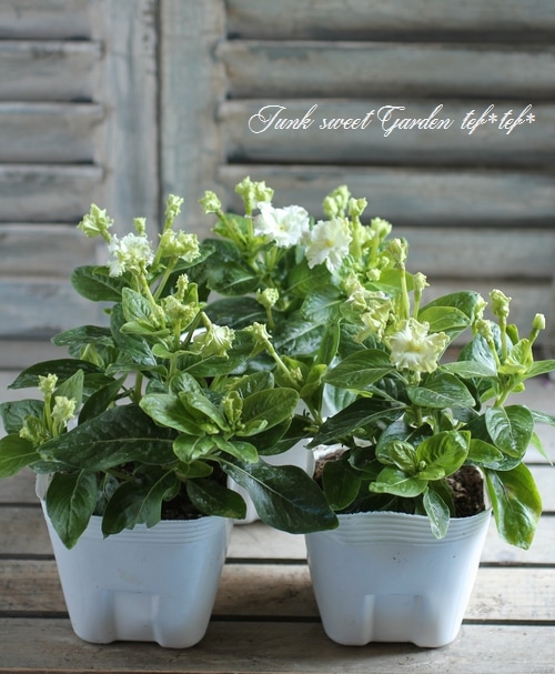 北島園芸オリジナル】 ニチニチソウ 『グリーンチュチュ』 | すべての