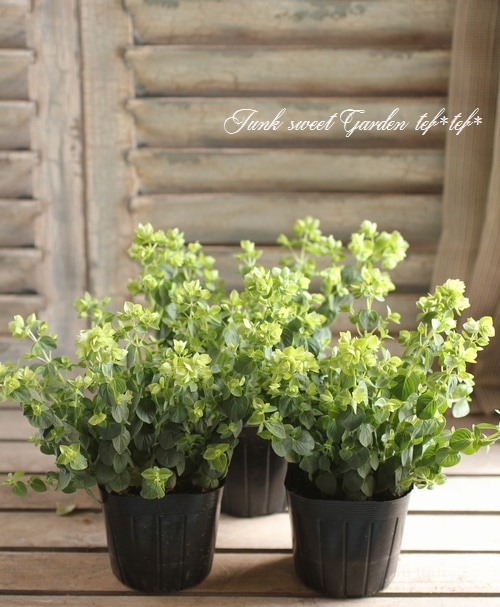 �֥��쥬�Ρ��إǥ��󥰥�ե����꡼�� ����