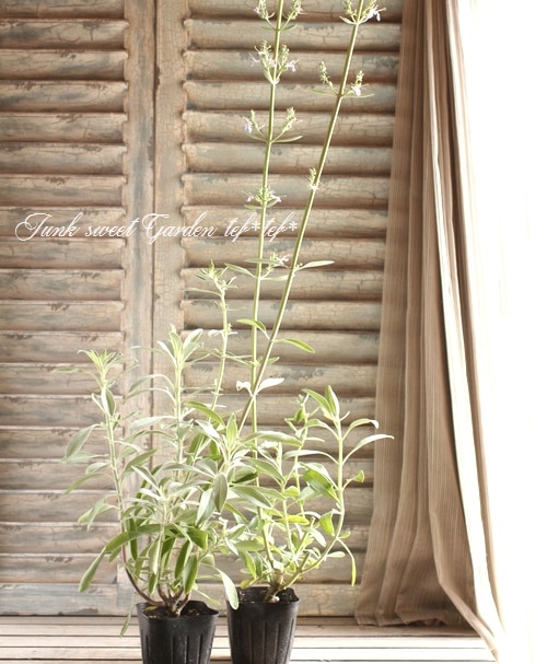 i>Salvia clevelandii</i><BR><BR>ホワイトセージ・宿根サルビア<BR