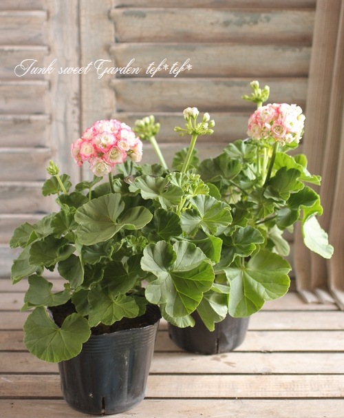 i>Pelargonium×hortorum</i><BR><BR>八重咲きゼラニウム<BR
