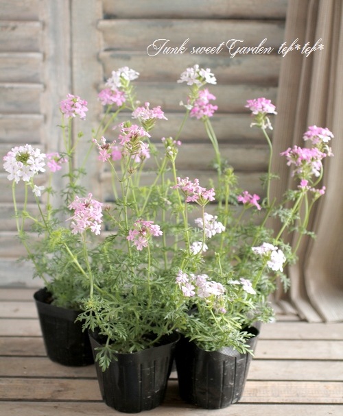 I Verbena Tenera I Br Br 宿根バーベナ Br バーベナハイブリッド交配 Br ロングランmix Flower Species Junk Sweet Garden Tef Tef