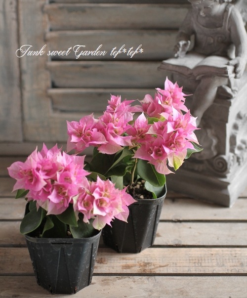 ブーゲンビリア ピンク大苗 楽天市場】「花少な目」ブーゲンビリア ピンク系 5号鉢植え苗 : 千草園芸