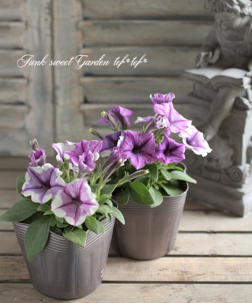 <i>Petunia��hybrida</i><BR><BR>�ڥ���˥����ץ쥸�㡼<BR>�إۥ磻�ȥ�٥������������