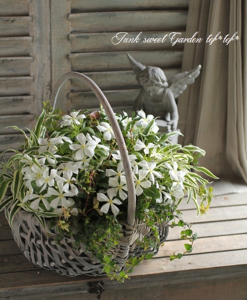 〆 白雪① mi（寄せ植えアイコン）さん専用 北島園芸オリジナル】 八重咲きニチニチソウ・ミラシリーズ