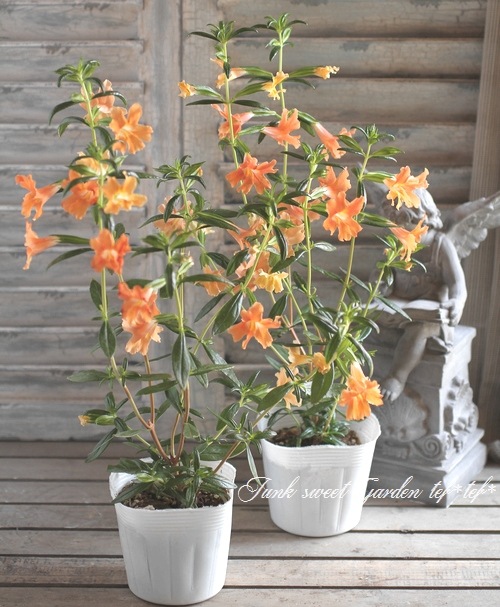 木立性ミムラス アウランティクス すべての商品 Junk Sweet Garden Tef Tef 木立性ミムラス アウランティクス すべての商品 Junk Sweet Garden Tef Tef