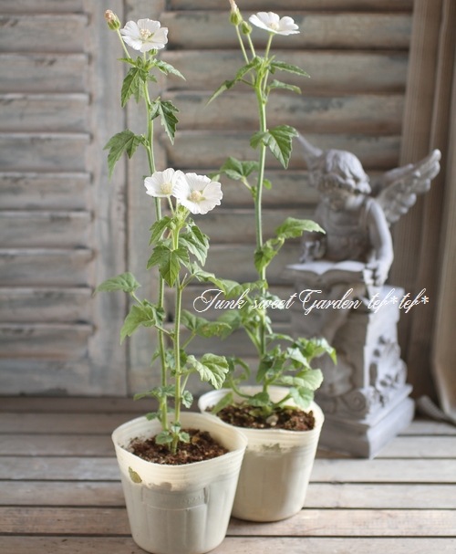 <i>Anoda dilleniana</i><BR><BR>���Υ�<BR>�إ���С����åס�