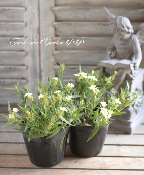 <i>Dianthus knappii</i><BR><BR>�ɺ��ʥǥ���<BR>�������󥵥����ʥåԡ�<BR>�إ��������ϡ���ˡ���