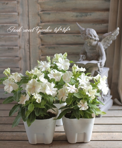 �������ݥ��ꥸ�ʥ�� �˥��˥��������إ��ޡ��ߥ�ȡ�