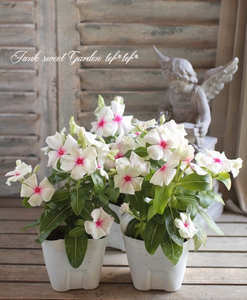i>Catharanthus roseus</i><BR><BR>ニチニチソウ<BR>『サマーミント