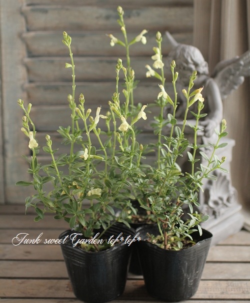 i>Salvia x jamensis</i><BR><BR>優しいお色のチェリーセージ<BR