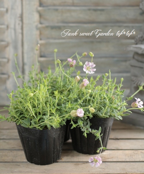 シレネ ユニフローラ ロゼア すべての商品 Junk Sweet Garden Tef Tef