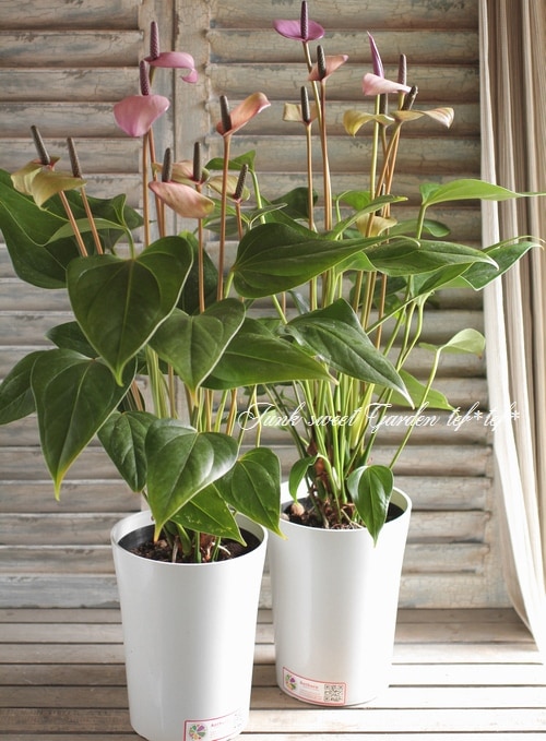 <i>Anthurium</i><BR><BR>* տʪ *󥹥ꥦ<BR>Ѥꤹإեꥪ