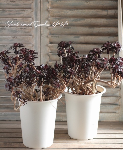 <i>Aeonium arboreum</i><BR><BR>���󥷥�󡦥������˥���<BR>�ع�ˡ�ա�