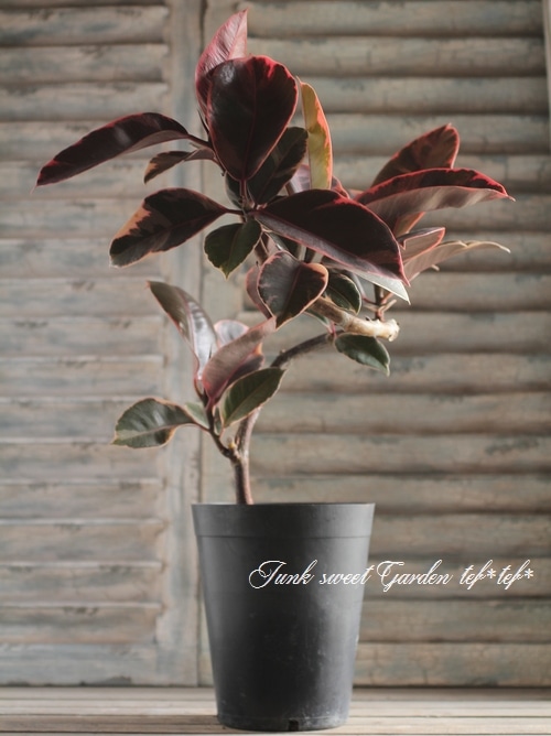 フィカス アルテシマ 美形 斑入り ナチュラルな樹形 フィカス アルテシマ 美形 斑入り ナチュラルな樹形 珍しい 観葉