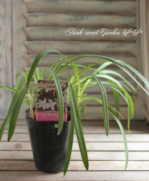 <i>Agapanthus</i><BR><BR>�����ѥ󥵥�<BR>�إ����꡼�ߥ륯��