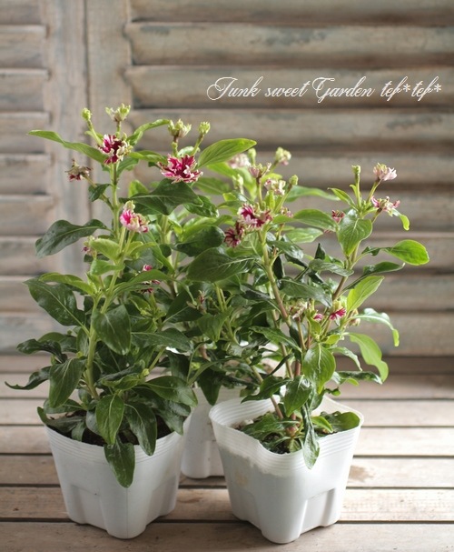 北島園芸オリジナル】 ニチニチソウ 『チョコグリーン』 | すべての