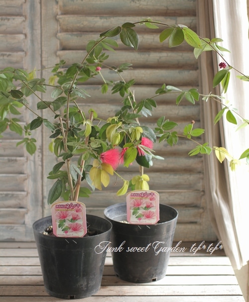 まる うさぎマーリン4枚 マダムミムキツネ 4枚 ホビーステーションシングル通販店 / マーリン ウサギ