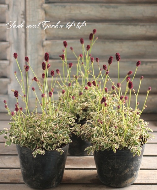 ワレモコウ様 imgrc0116169131.jpg