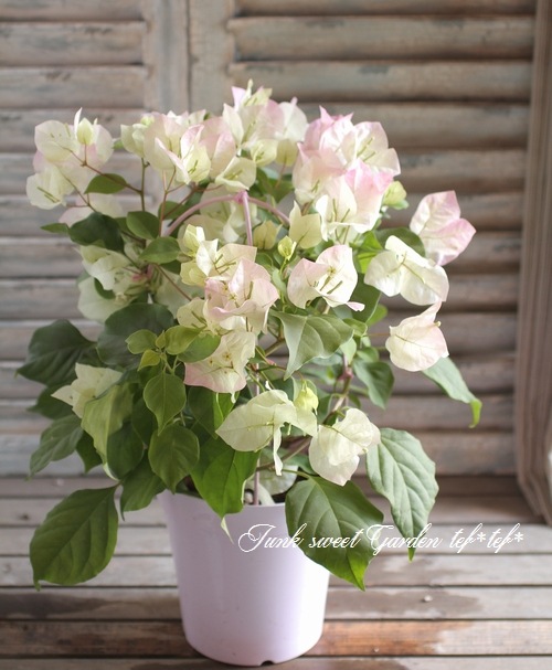 i>Bougainvillea</i><BR><BR>ブーゲンビリア<BR>ホワイトピンクぼかし