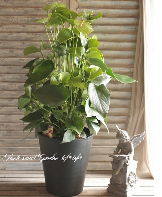 その他観葉植物 Anthurium アンスリウム ツートン鉢 色見計らい 【観葉植物 4号】｜ 【植物の