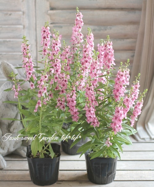 <i>Angelonia angustifolia</i><BR><BR>���󥲥��˥�<BR>�إԥ󥯡�