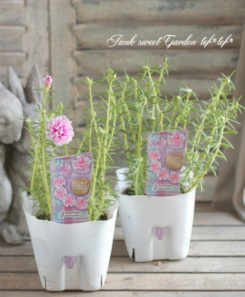 I Portulaca Grandiflora I Br Br バラ咲きポーチュラカ Br ピンクマーブル すべての商品 Junk Sweet Garden Tef Tef