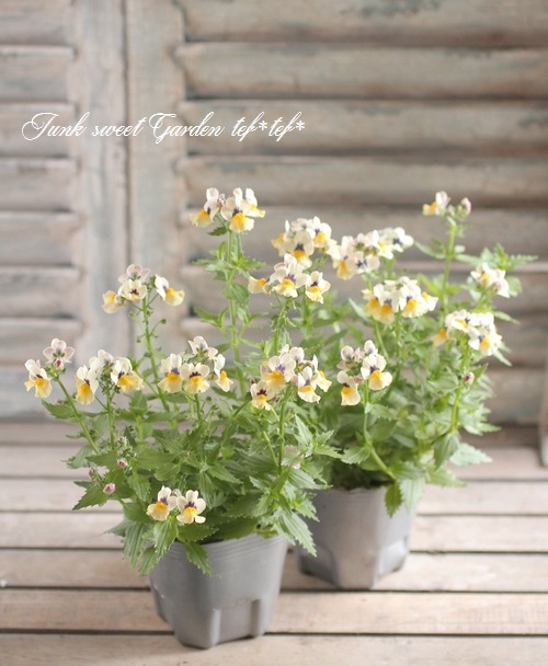 ˧ɺͥ᥷ͥإ󥷥㥤