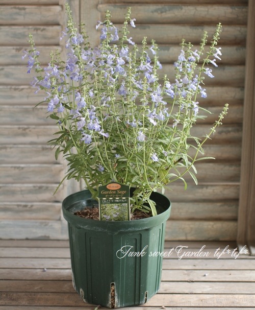 <i>Salvia azurea</i><BR><BR>����ӥ�<BR>�إ����쥢��