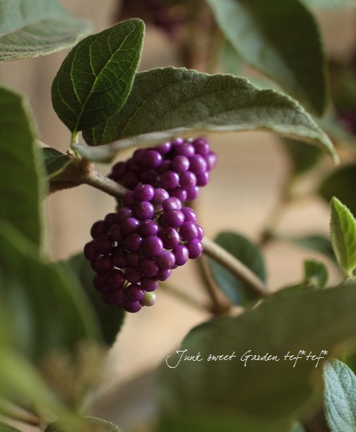 <i>Callicarpa japonica.</i><BR><BR>�ǿ��ʼ��饵�������֡���Ⱦ���-�ʥ��襷���襷-��