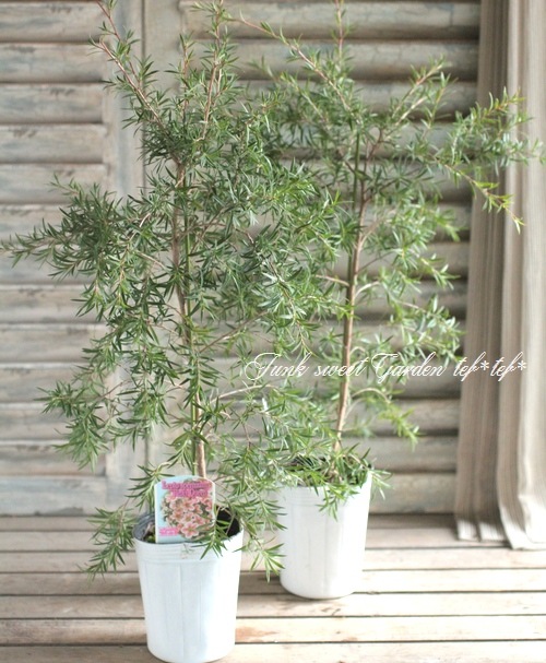 <i>Leptospermum scoparium</i><BR><BR>奦Х<BR>ץȥڥޥ<BR>إԥ󥭡