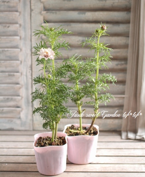 コスモス i>Cosmos bipinnatus</i><BR><BR>半八重咲きコスモス<BR>『カップ