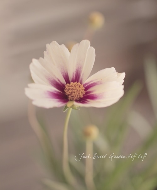 i>Coreopsis</i><BR><BR>大輪コレオプシス<BR>『スタークラスター