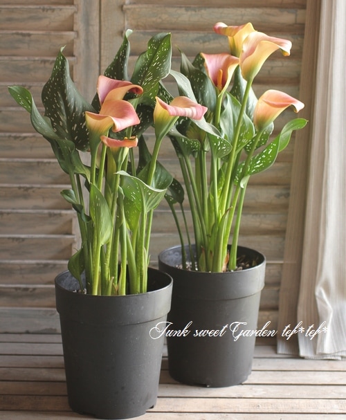 地球と花 もう一つ良いピンク花！ - (株)東京オーキット・ナーセリー