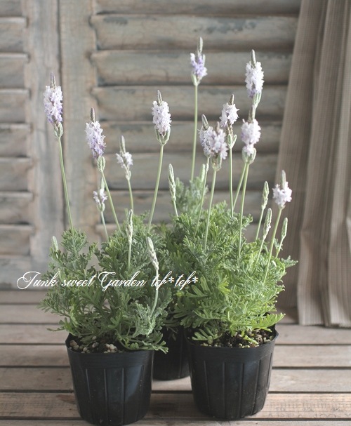 レースラベンダー 『エンジェルホワイト』 | すべての商品 | | Junk