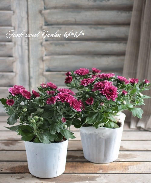 <i>Chrysanthemum </i><BR><BR>ݥåȥޥ<BR>إ꡼ԥ󥯡