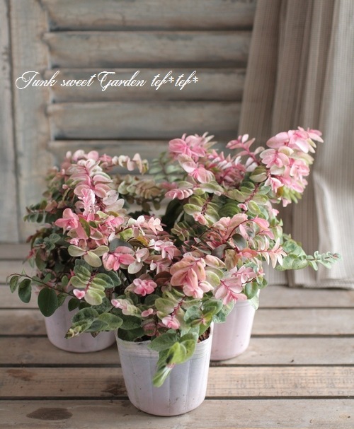 <i>Breynia disticha</i><BR><BR>տʡإ֥쥤˥<BR>̾襦女ХΥ<BR>ͼƤ