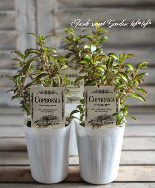 ץޡإ֥˥󥰥١ͼƤƤ