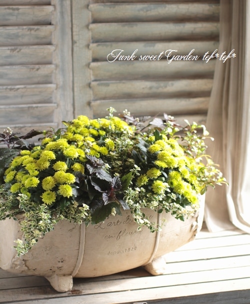 tef*tef*寄せ植え<BR>2015 * no96 *<BR><BR>ガーデンマム・グリーン