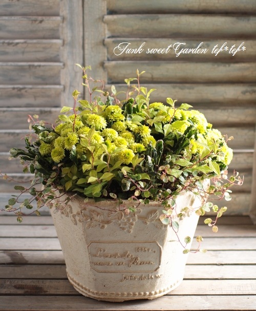 植物セット sd9_388743e233055f6412b6588c54