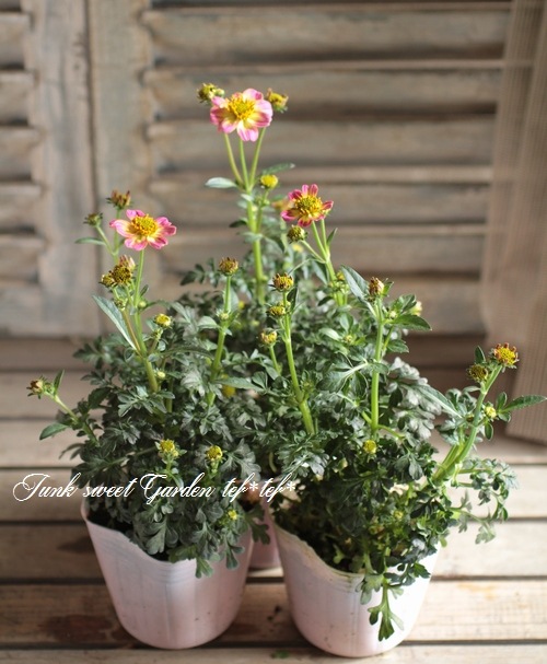 <i>Bidens laevis</i><BR><BR>󥿡⥹<BR> إԥ󥯥ϥˡ