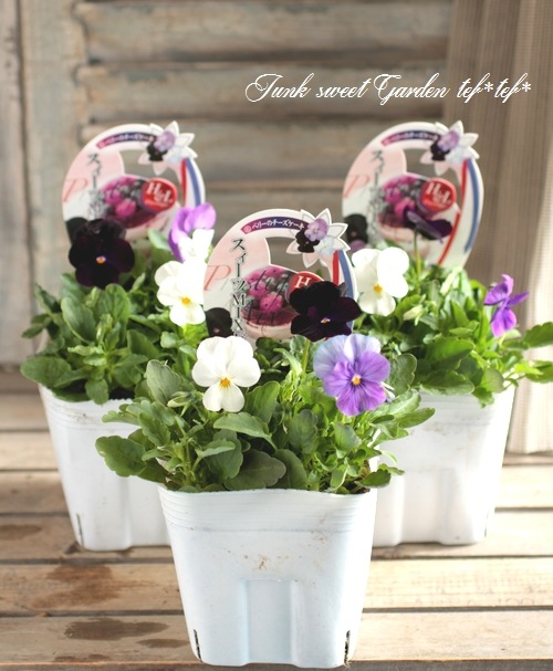 Ȭ���٥ӥ��顡�������ĥߥå������إ٥꡼�Υ�������������