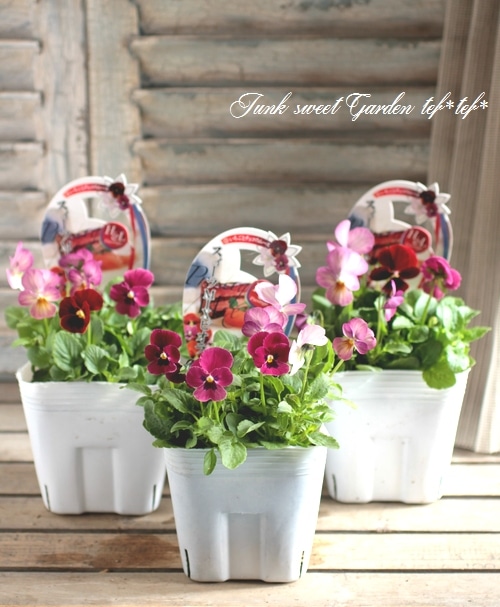 八ヶ岳ビオラ スイーツミックス 『いちごとチョコムース』 | すべての