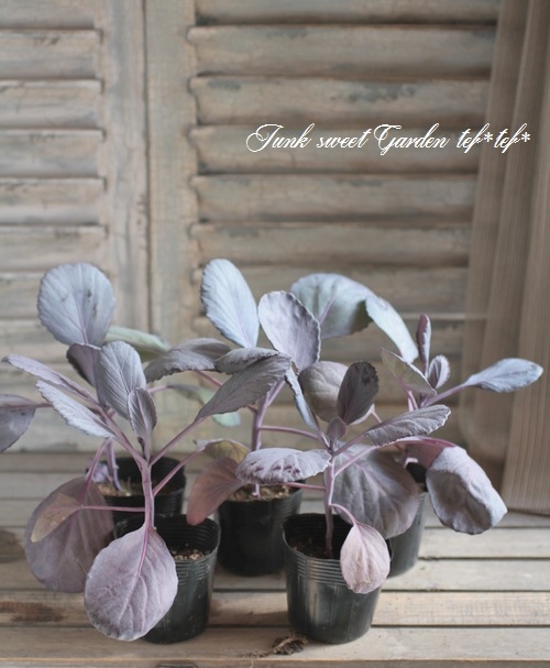 <i>Brassica oleracea var. capitata</i><BR><BR>֥٥</i><BR>إѥӡ