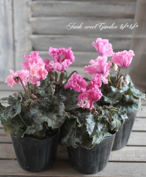 <i>Cyclamen Peesicum</i><BR><BR>ǥߥ˥<BR>ѡ󥲡إԥ󥯡