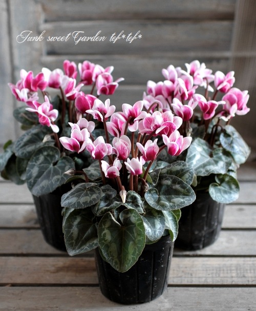 シクラメン シクラメン セレナ シリーズ｜WEBカタログ｜未来アグリス株式会社|未来